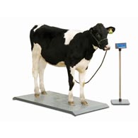 Brecknell PS-2000 Portable Floor Scale, 2000 lb/1000 kg Capacity